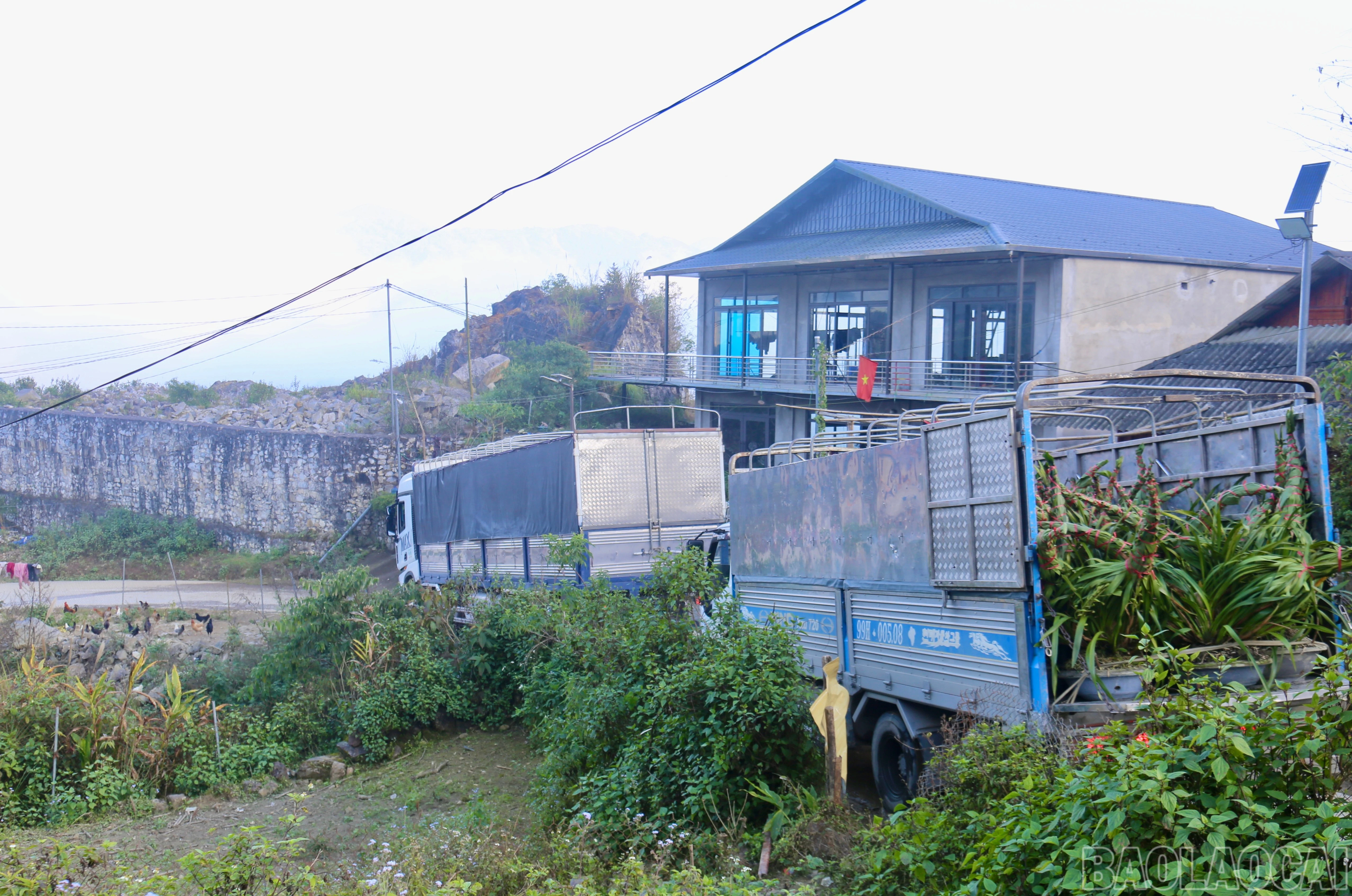 baolaocai-br_img-9383.jpg