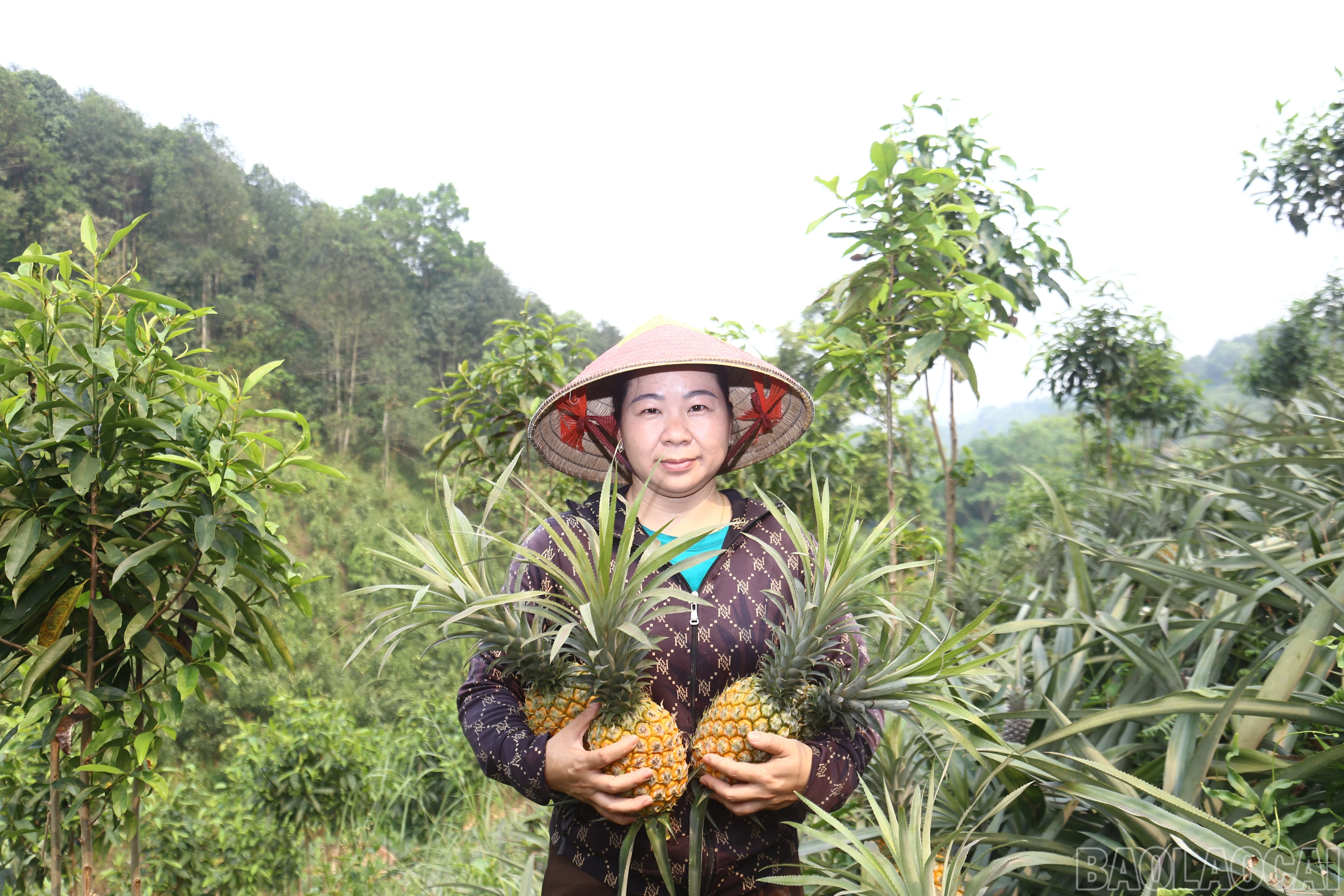 baolaocai-br_img-8234.jpg
