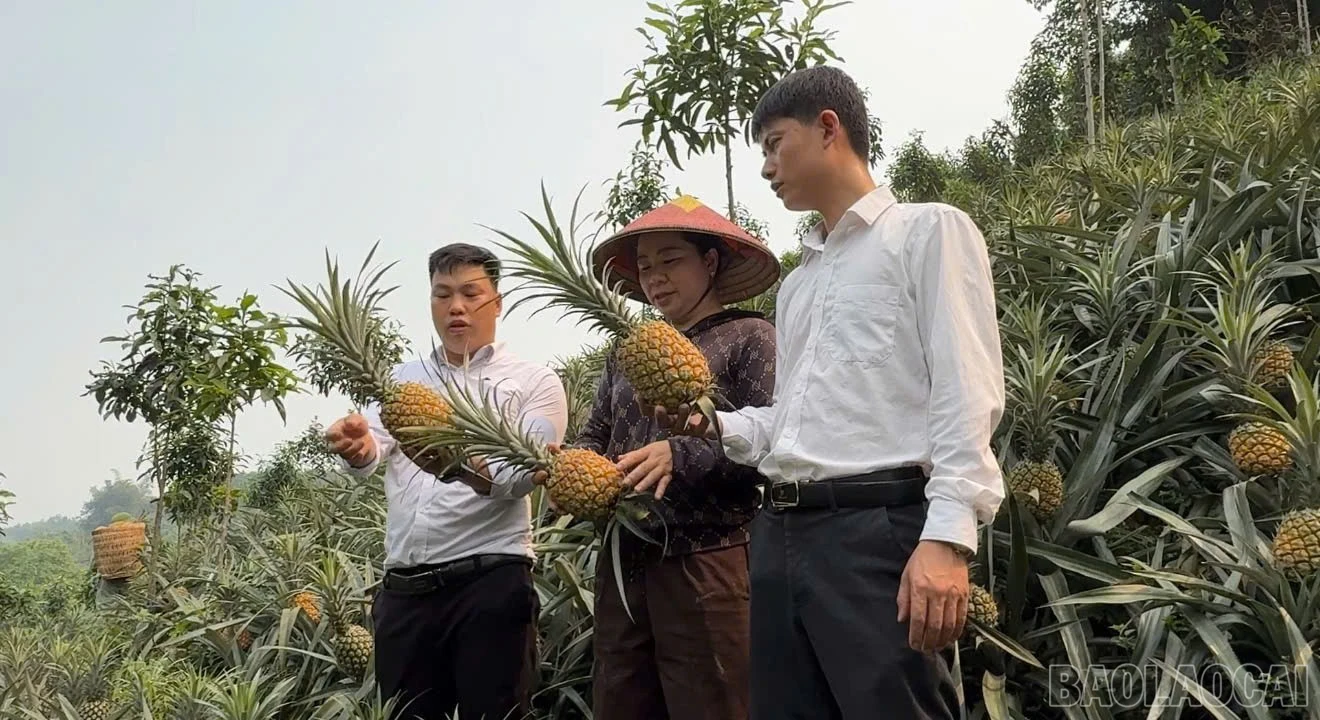 baolaocai-br_5.jpg