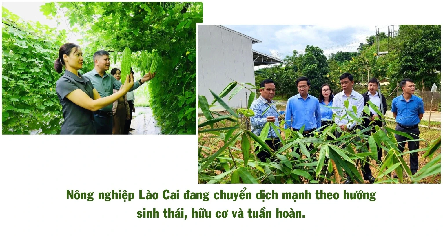 ngo-thu-nhap-bap-benh-trong-khi-chuoi-bi-benh-khien-gia-dinh-anh-ho-gap-kho-432.jpg