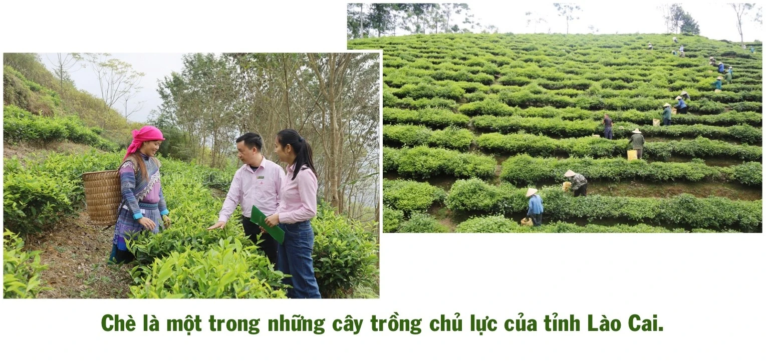 ngo-thu-nhap-bap-benh-trong-khi-chuoi-bi-benh-khien-gia-dinh-anh-ho-gap-kho-435.jpg