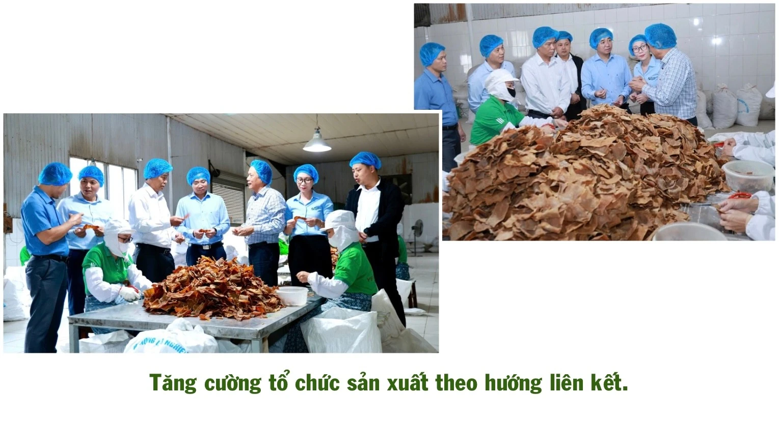 ngo-thu-nhap-bap-benh-trong-khi-chuoi-bi-benh-khien-gia-dinh-anh-ho-gap-kho-434.jpg