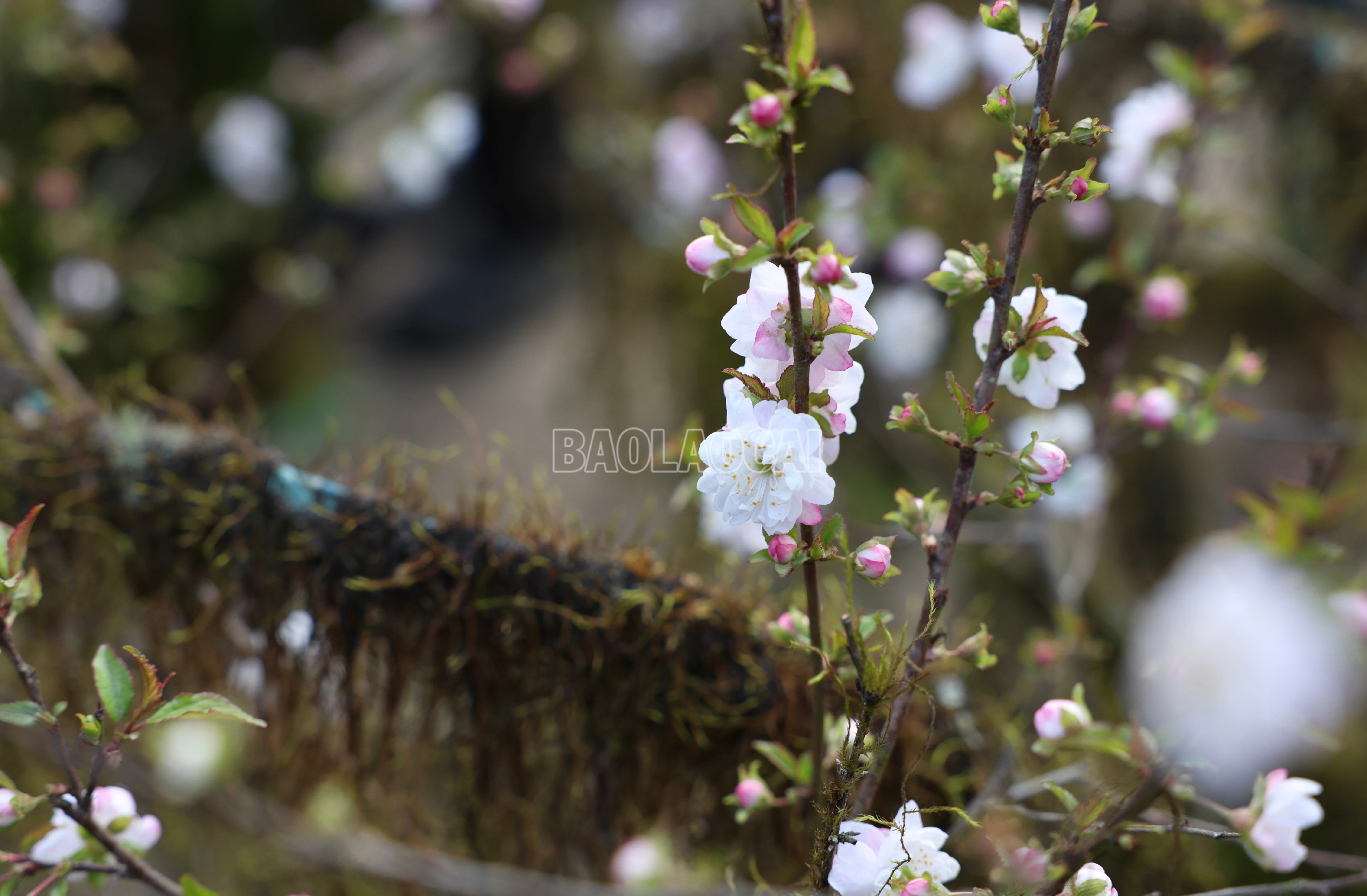 baolaocai-c_900a2630.jpg