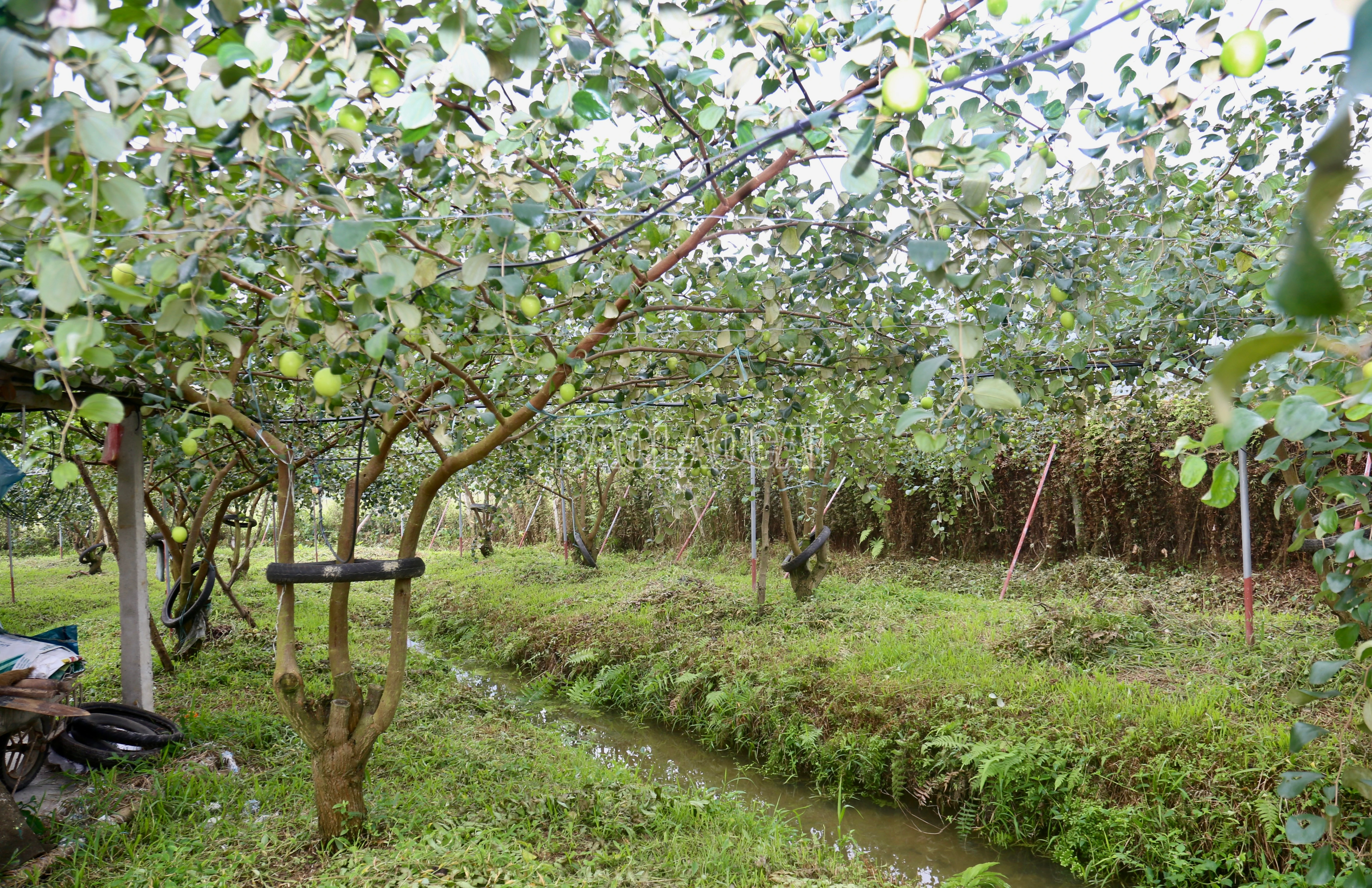 baolaocai-c_img-0261.jpg