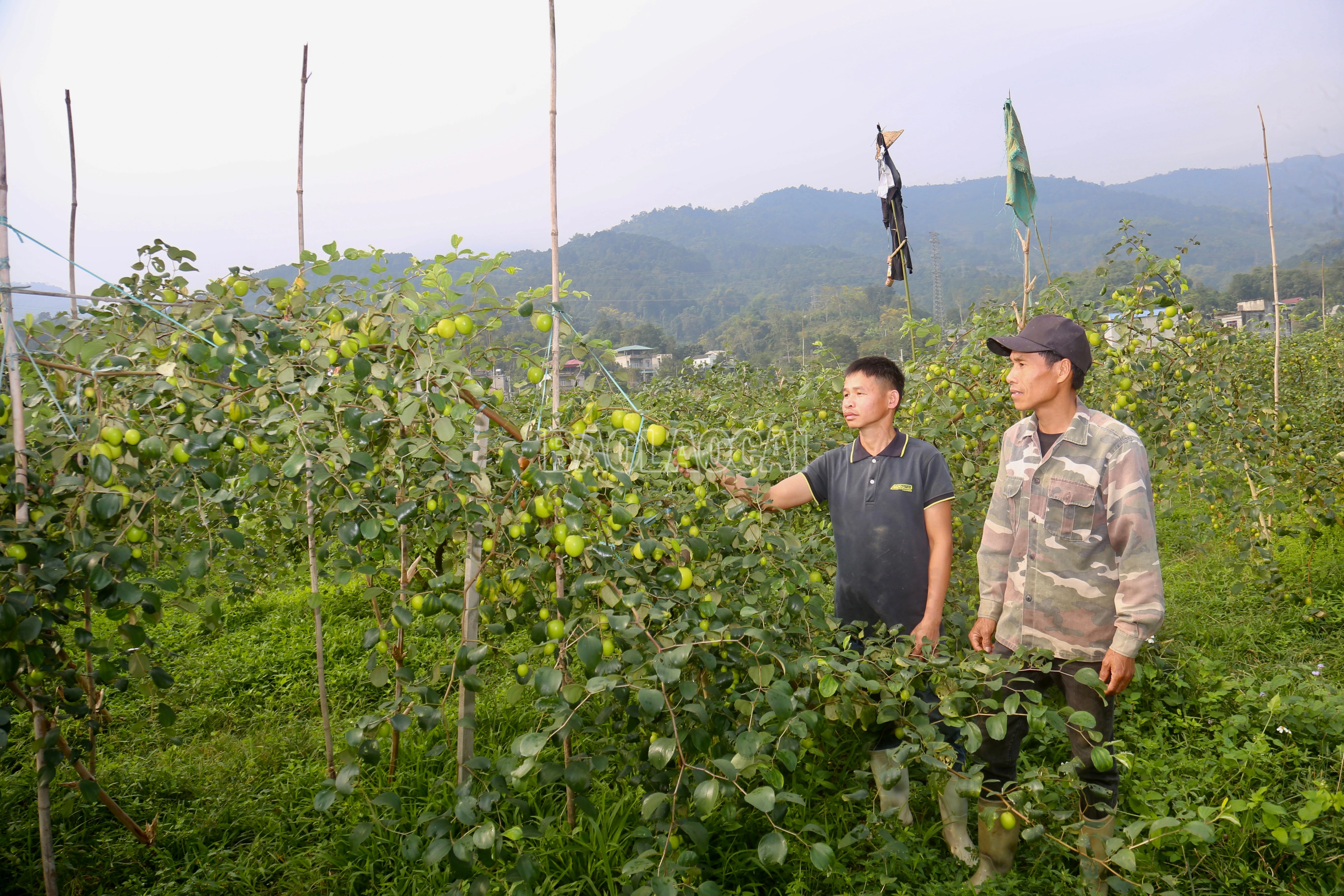 baolaocai-c_img-0334.jpg