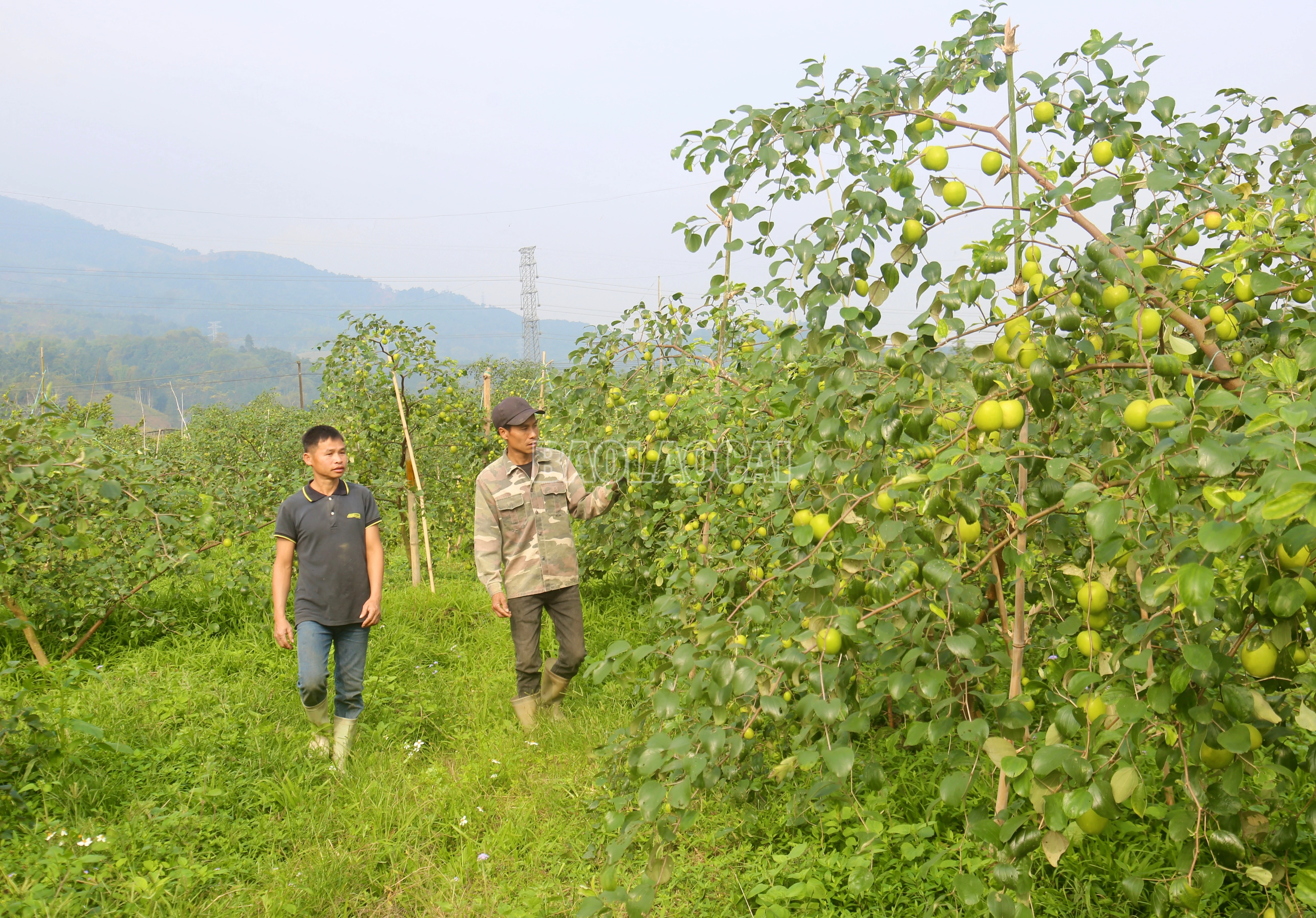 baolaocai-c_img-0346.jpg