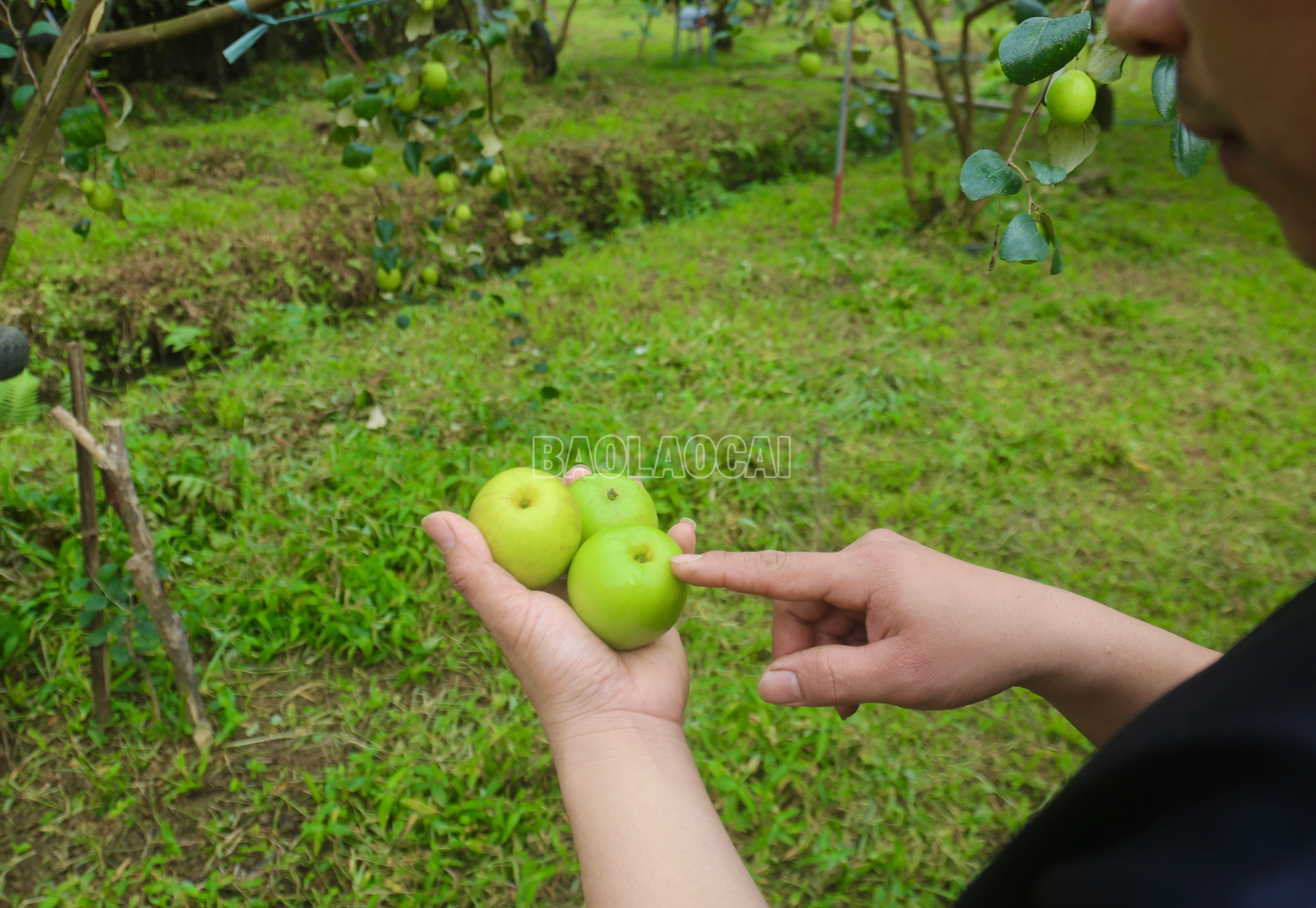 baolaocai-c_img-0277.jpg