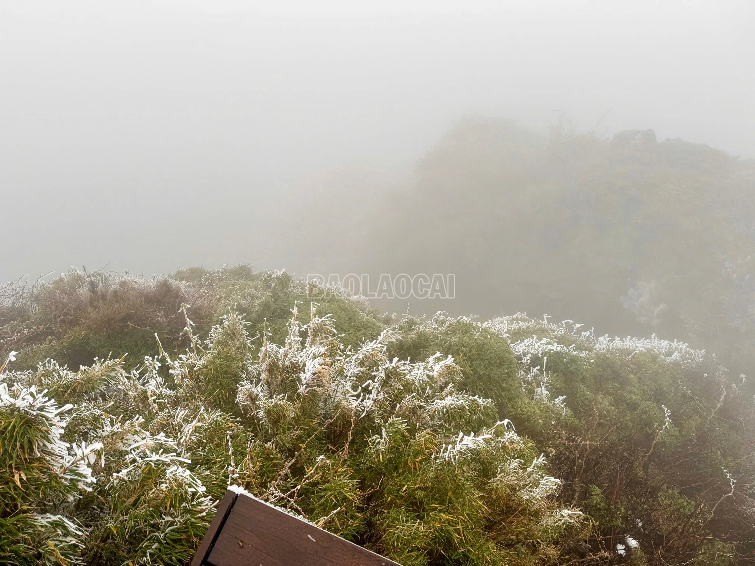baolaocai-c_img-1293.jpg