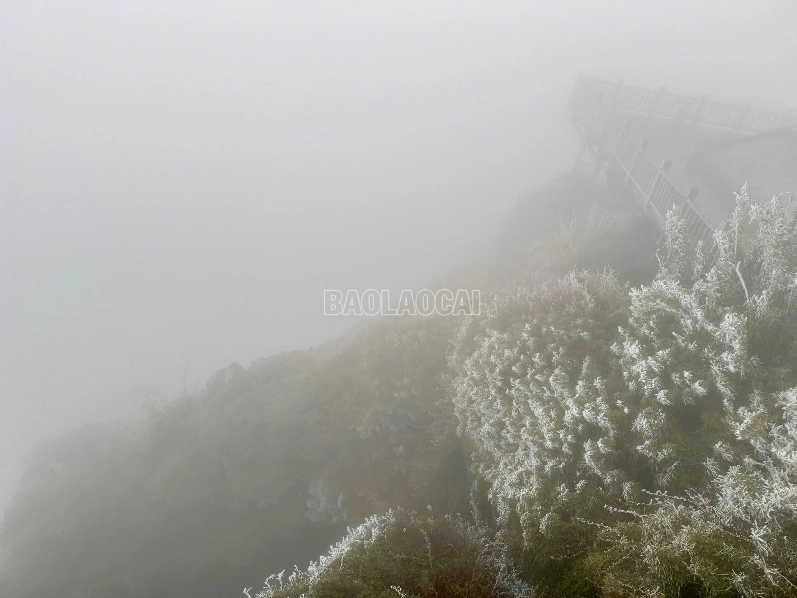 baolaocai-c_img-1292.jpg