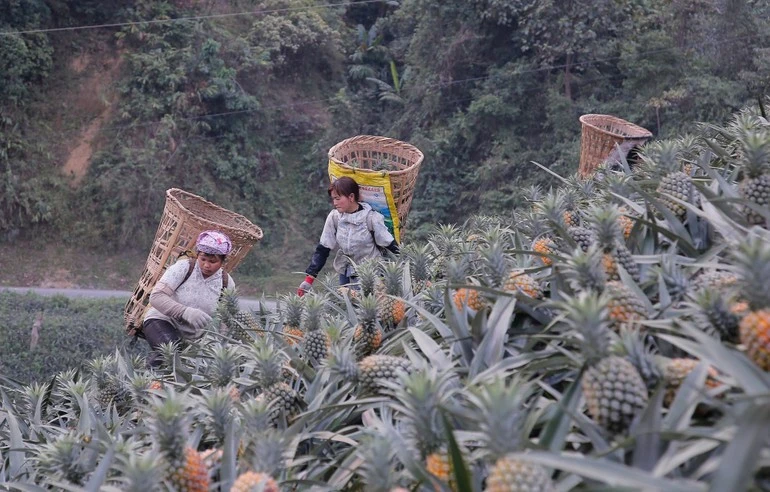 Người dân Bản Lầu thu hoạch quả dứa tươi.