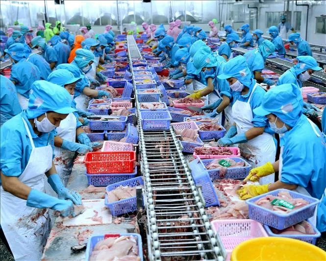 Chế biến cá tra xuất khẩu tại nhà máy của Công ty TNHH Công nghiệp Thủy sản miền Nam (TP Cần Thơ).
