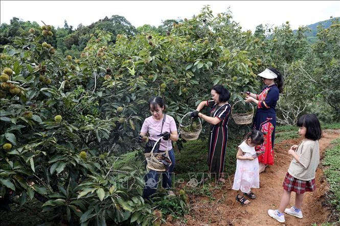 Người dân, du khách đến tham quan, trải nghiệm tại các vườn dẻ ở xã Quảng Lạc, thành phố Lạng Sơn.