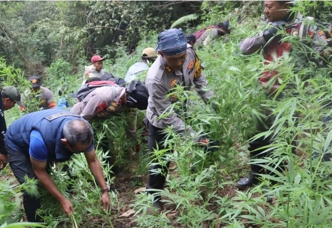 Những cây cần sa trồng trái phép trong Vườn Quốc gia Bromo Tengger Semeru, Indonesia. Ảnh: Cảnh sát Đông Java.