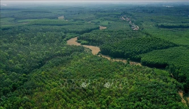 Diện tích rừng của người dân ở huyện Gio Linh (Quảng Trị). Ảnh minh họa: Hồ Cầu/TTXVN