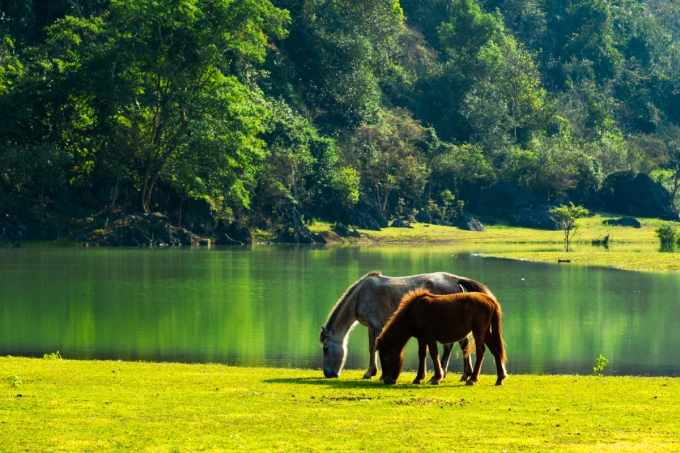 Thảo nguyên Đồng Lâm. Ảnh: Hùng Vĩ