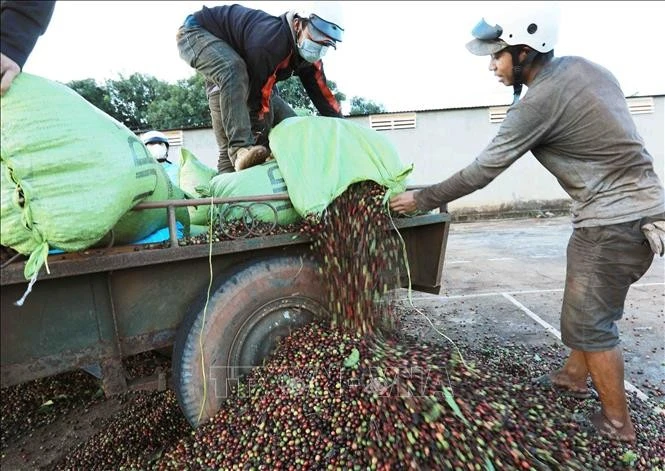 Sản phẩm cà phê là 1 trong 7 sản phẩm, nhóm sản phẩm có giá trị xuất khẩu đạt trên 1 tỷ USD. Ảnh: Vũ Sinh/TTXVN