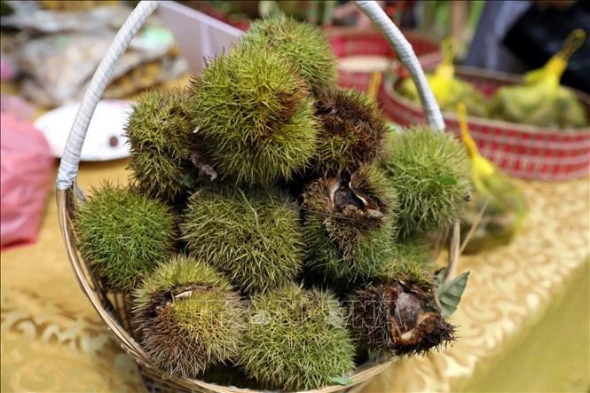 Quả dẻ tươi vừa hái tại vườn dẻ ở xã Quảng Lạc, thành phố Lạng Sơn được giới thiệu tới du khách.