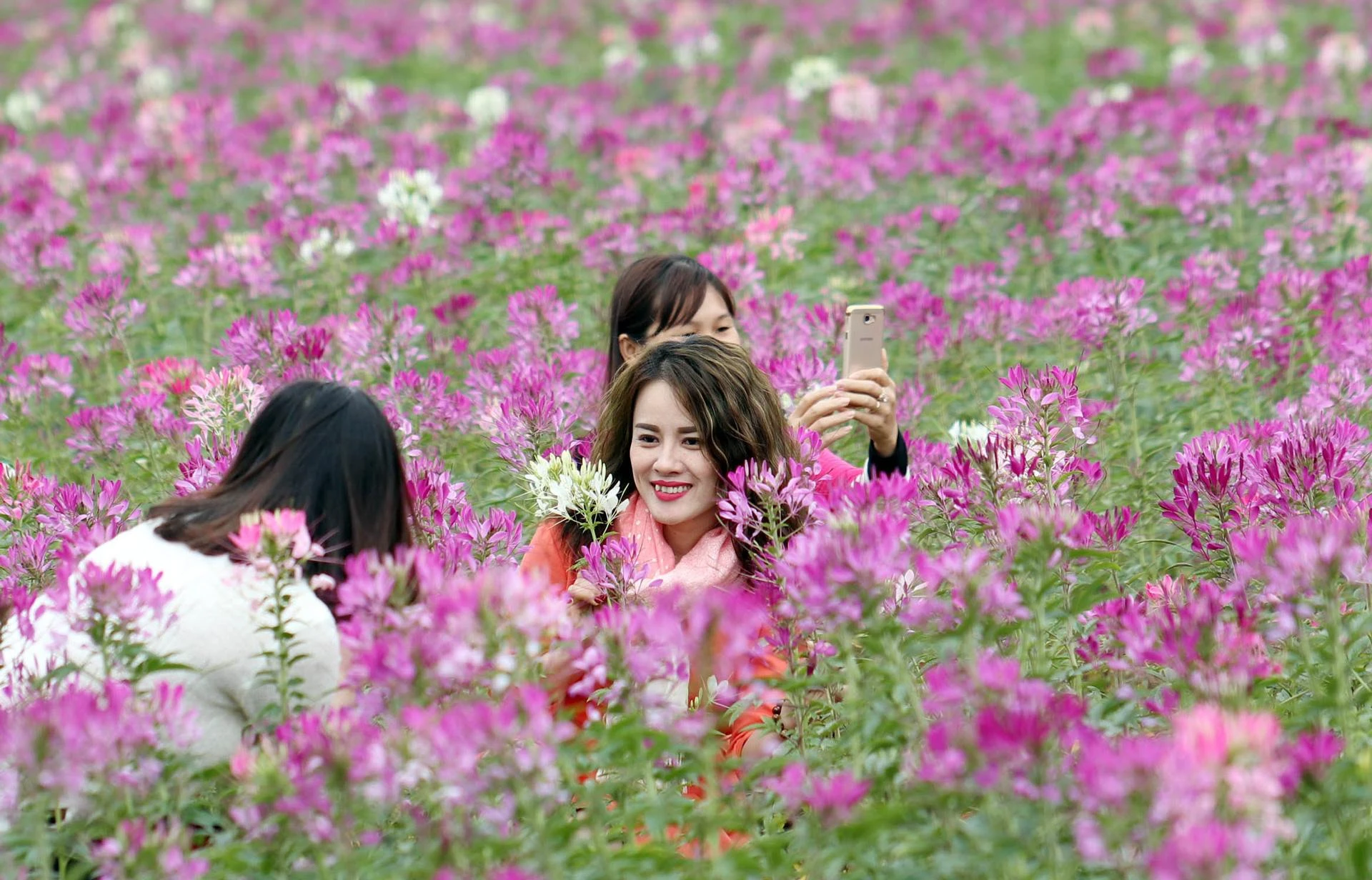 Trải nghiệm trên những cánh đồng hoa ven đô Đà Lạt.