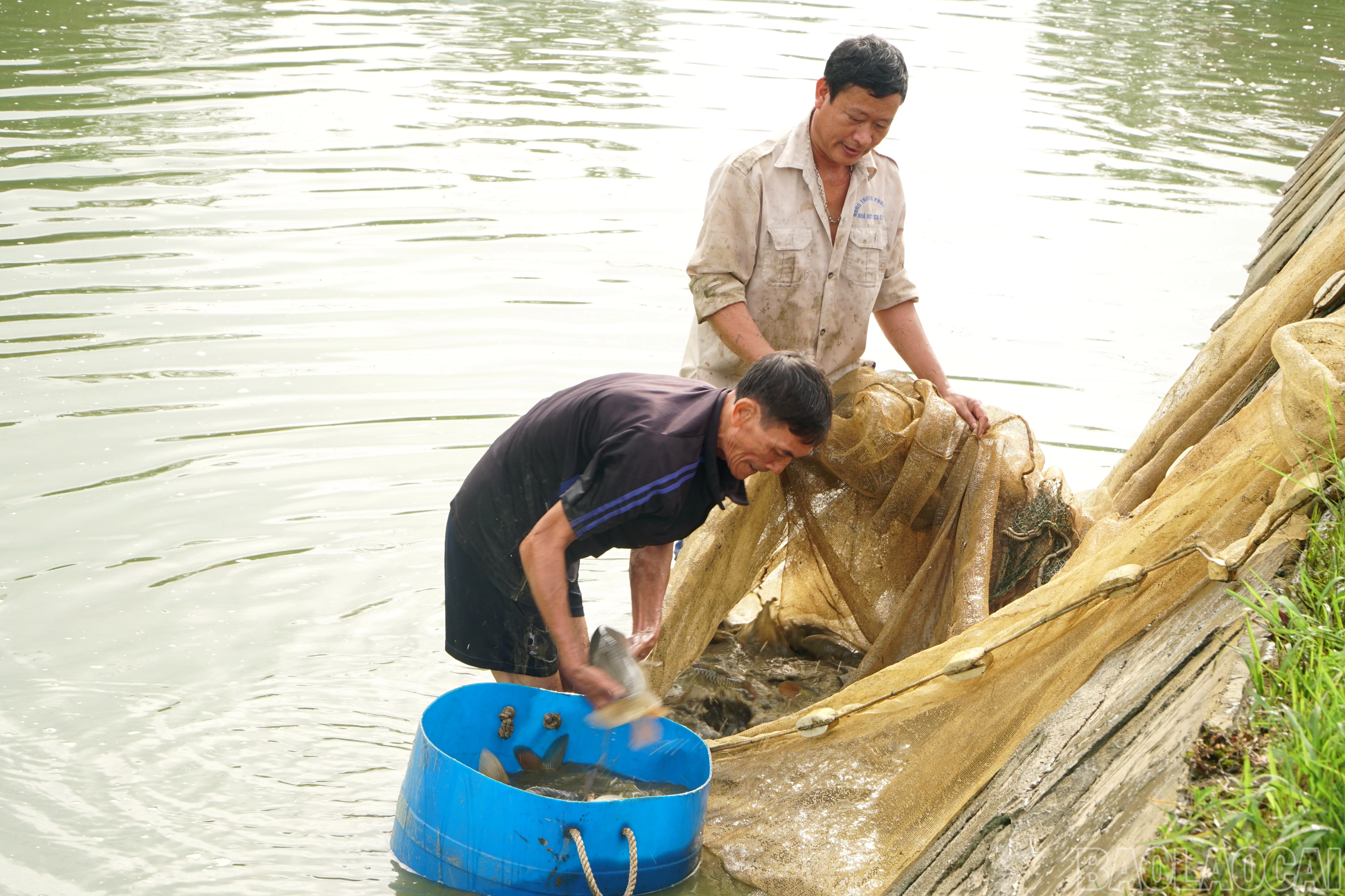 baolaocai-br_img-20251029-081055.jpg