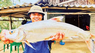 Nguồn lợi thủy sản trên hồ Thác Bà đang hồi sinh