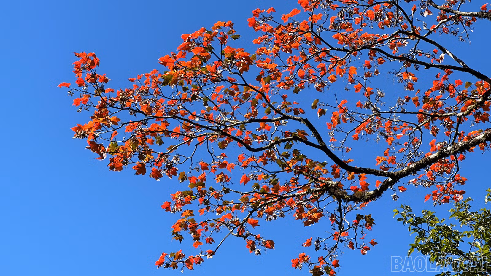 baolaocai-br_img-5215.jpg