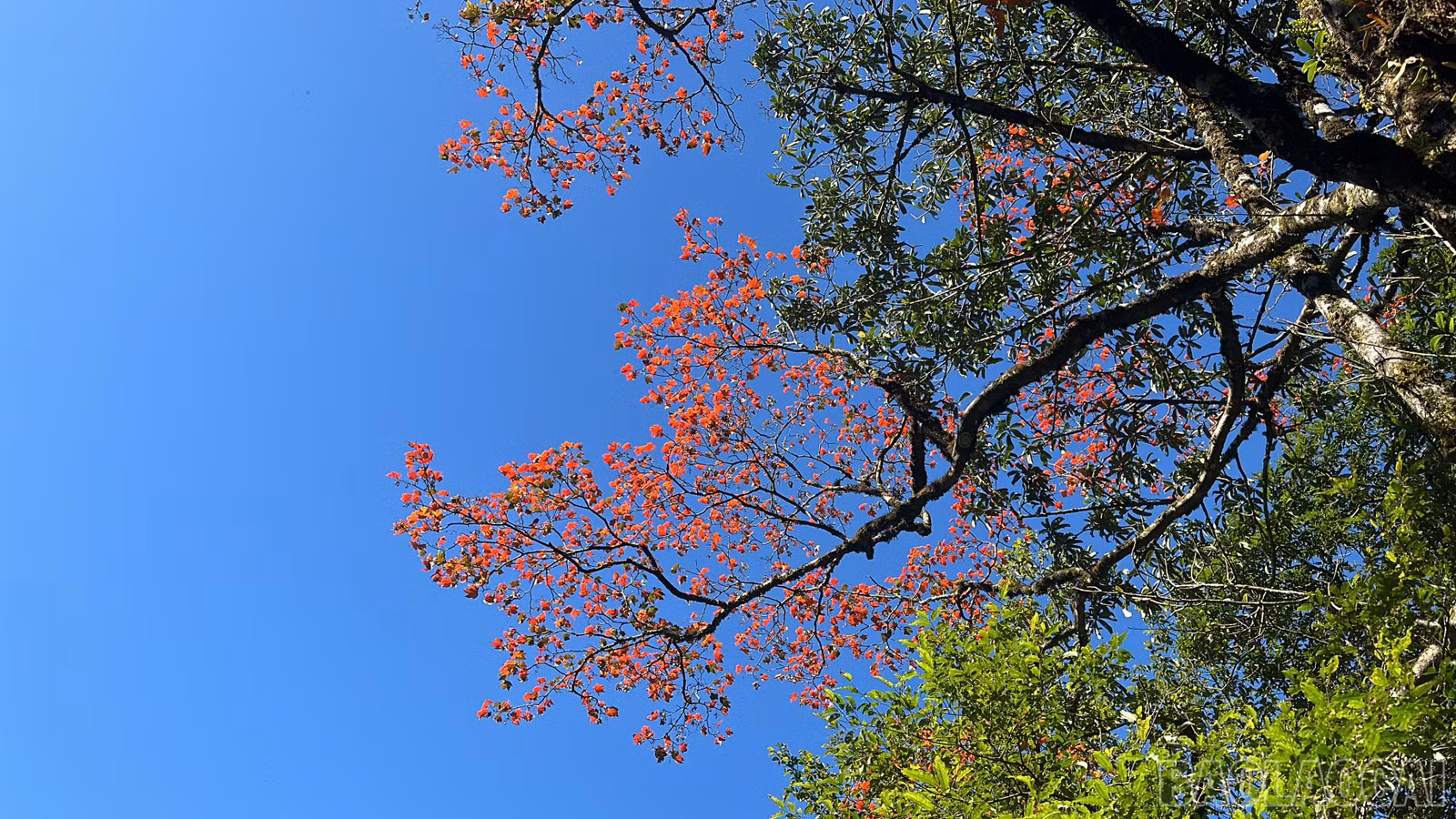 baolaocai-br_img-5209.jpg