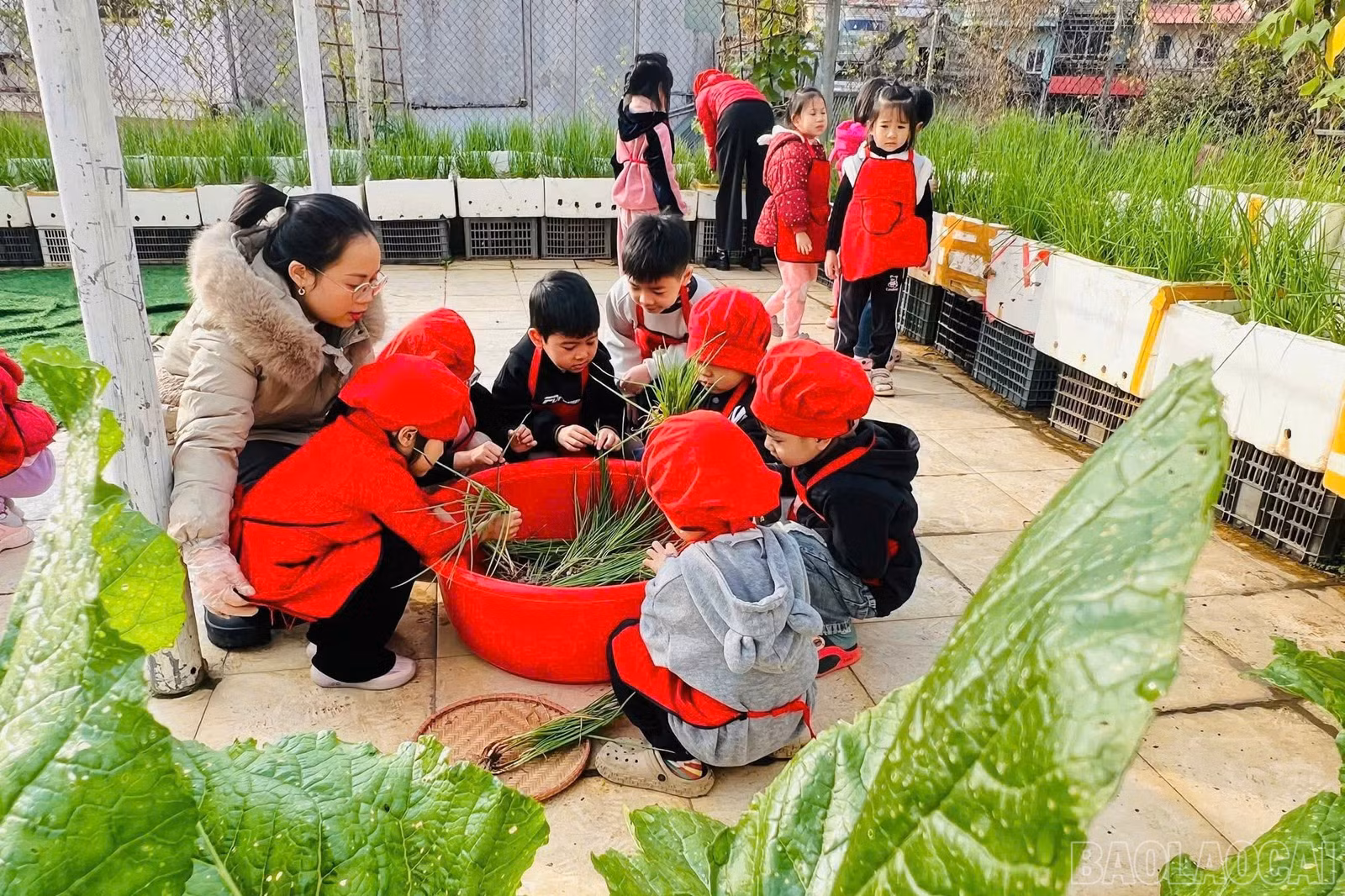 baolaocai-br_z7473422354047-b3314ce0d99026a695a20579dad74bb7.jpg