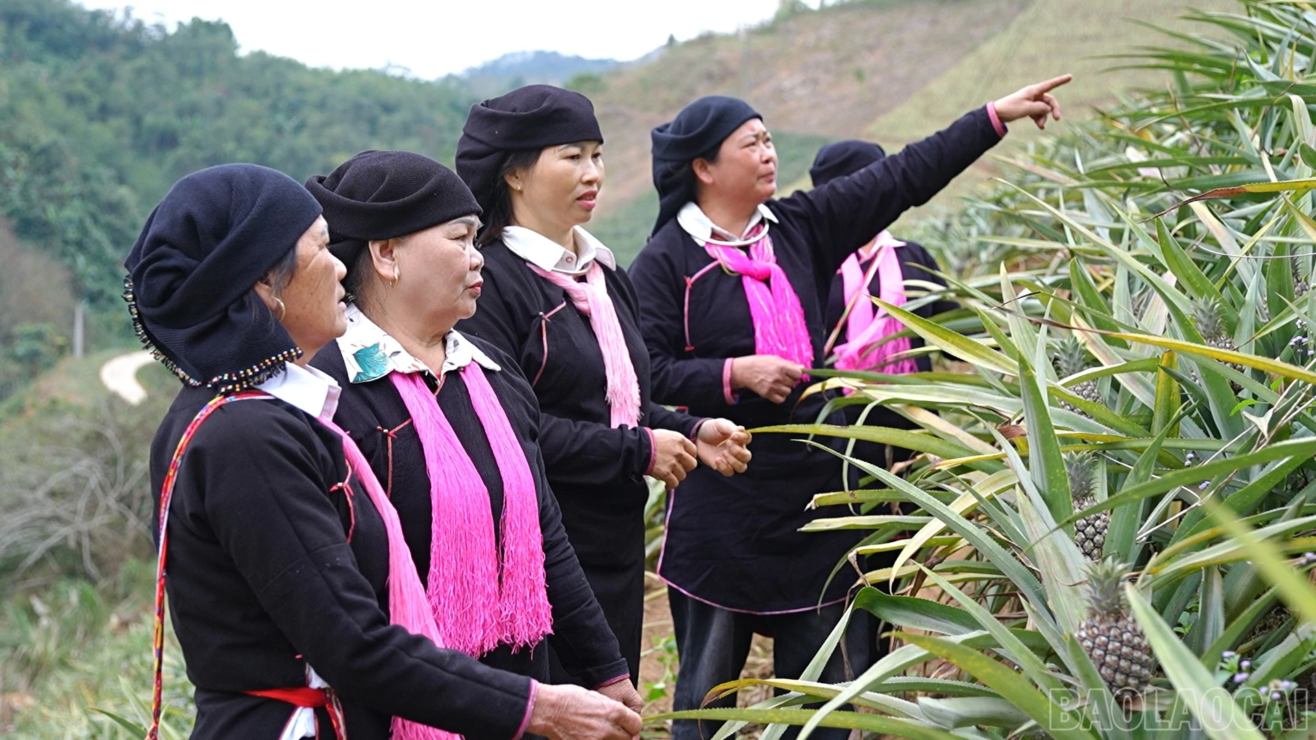 baolaocai-br_9.jpg