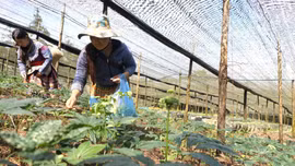 Triển khai hiệu quả Nghị quyết của HĐND tỉnh về chính sách khuyến khích, hỗ trợ phát triển dược liệu