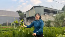 Trồng rừng đạt 94,6% kế hoạch năm