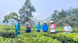 Doanh thu từ cây chè đạt gần 795 tỷ đồng