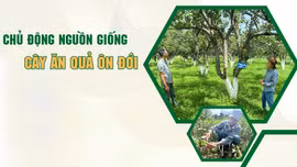 Chủ động nguồn giống cây ăn quả ôn đới