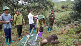 Lào Cai: Tái thả 46 cá thể động vật hoang dã về môi trường tự nhiên