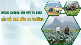 Mường Khương sản xuất vụ đông gắn với nhu cầu thị trường