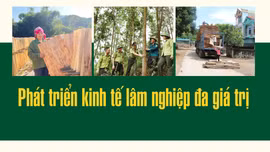 Phát triển kinh tế lâm nghiệp đa giá trị
