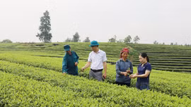 Chủ động phòng trừ sâu bệnh trên cây chè