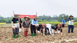 Xã Thác Bà ra quân sản xuất cây trồng vụ Đông năm 2026