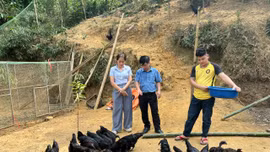 Võ Lao phát triển mô hình nuôi gà đen thả đồi