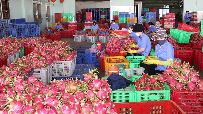 Xuất khẩu rau quả đang là điểm sáng của nền kinh tế.