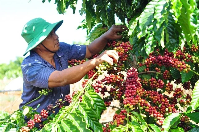 Nông dân phấn khởi vì giá cà phê đạt kỷ lục cao nhất trong vòng 30 năm.
