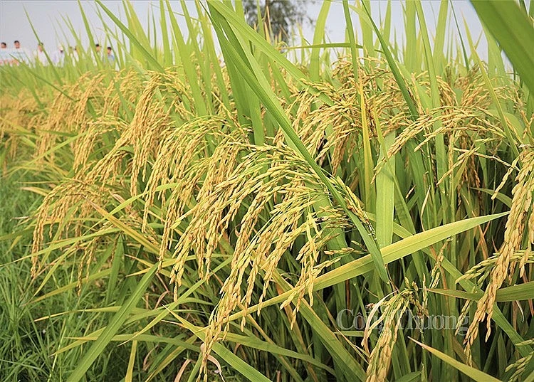 Thị trường lúa gạo liên tục biến động trong một tháng trở lại đây (Ảnh: Nguyễn Hạnh)