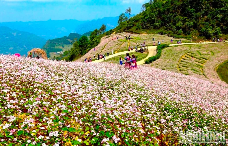 Mùa này, những đồi tam giác mạch nở tím trên các triền đồi, mời gọi du khách đến miền đất cổ Si Ma Cai, ở thượng nguồn sông Chảy.