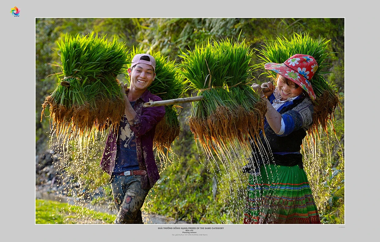 Tác phẩm Mùa cấy, tác giả Võ Văn Hoàng.