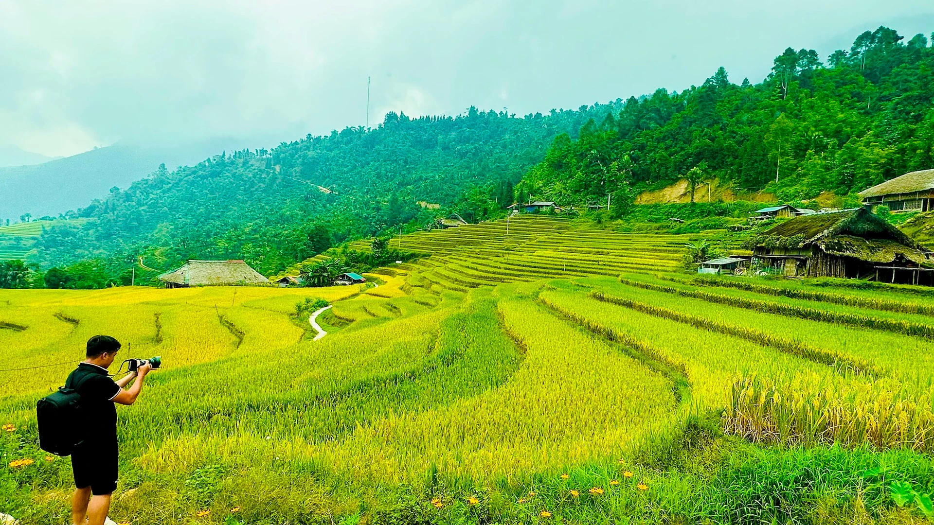 Lúa chín vàng trên những thửa ruộng bậc thang là nguồn cảm hứng thu hút du khách đến với Xa Phìn.