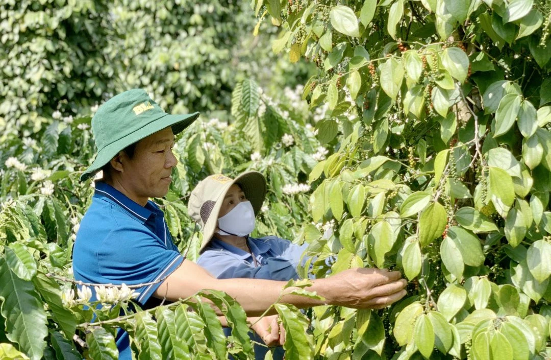 Chăm sóc hồ tiêu tại huyện Cư M'gar (tỉnh Đắk Lắk).