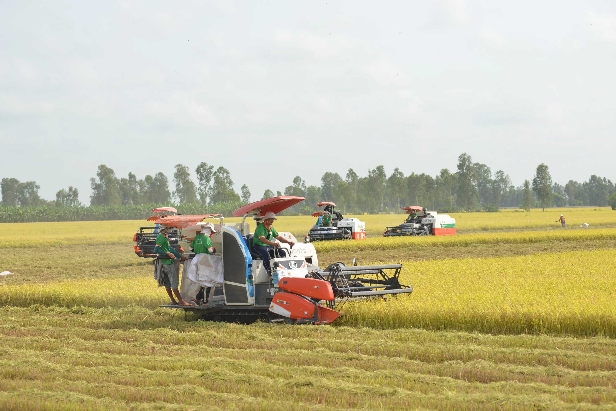 Nông dân ĐBSCL chuyển sang trồng nhiều giống lúa chất lượng cao, góp phần nâng cao giá trị gạo xuất khẩu.