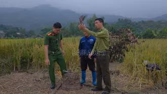 Xã Cốc San: Phát hiện, xử lý nhóm người dân giăng bẫy bắt chim di cư