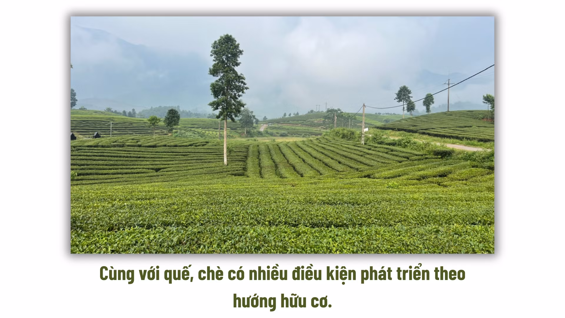 ban-sao-cua-ban-sao-cua-them-tieu-de-phu.png