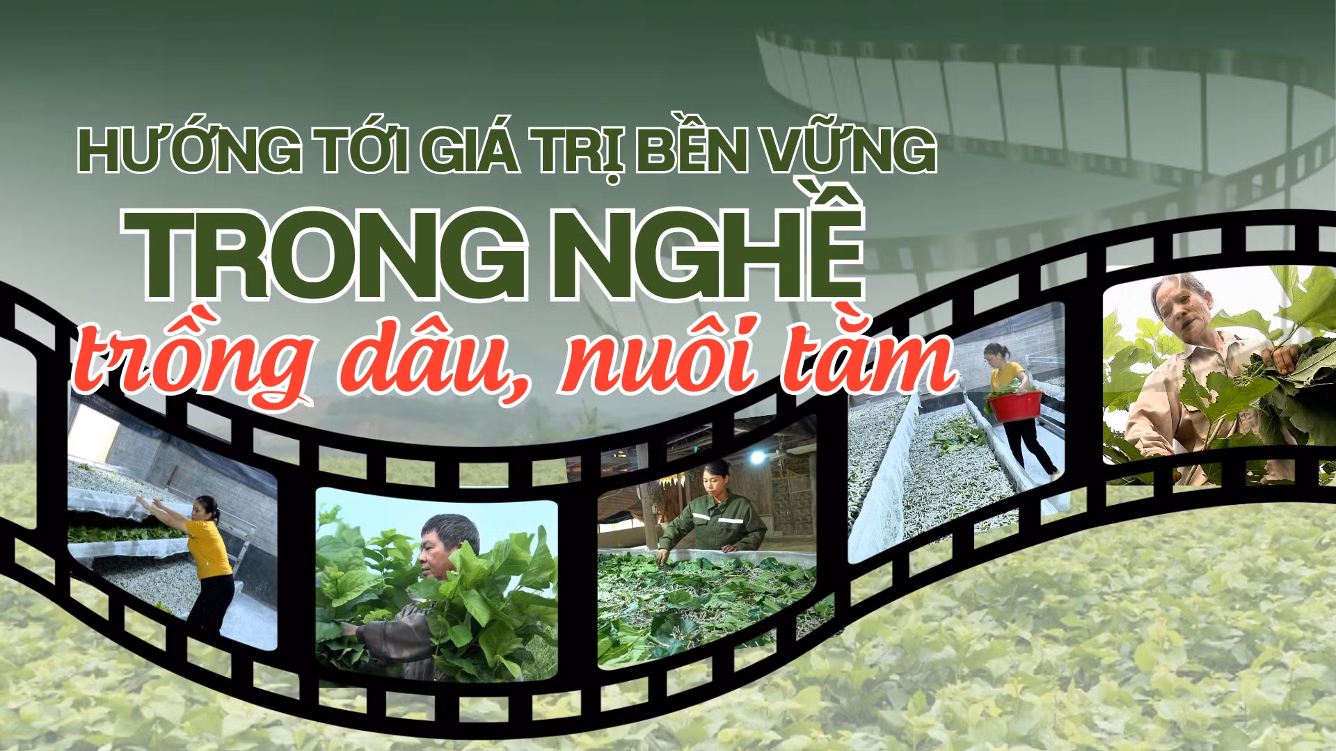 Hướng tới giá trị bền vững trong nghề trồng dâu, nuôi tằm