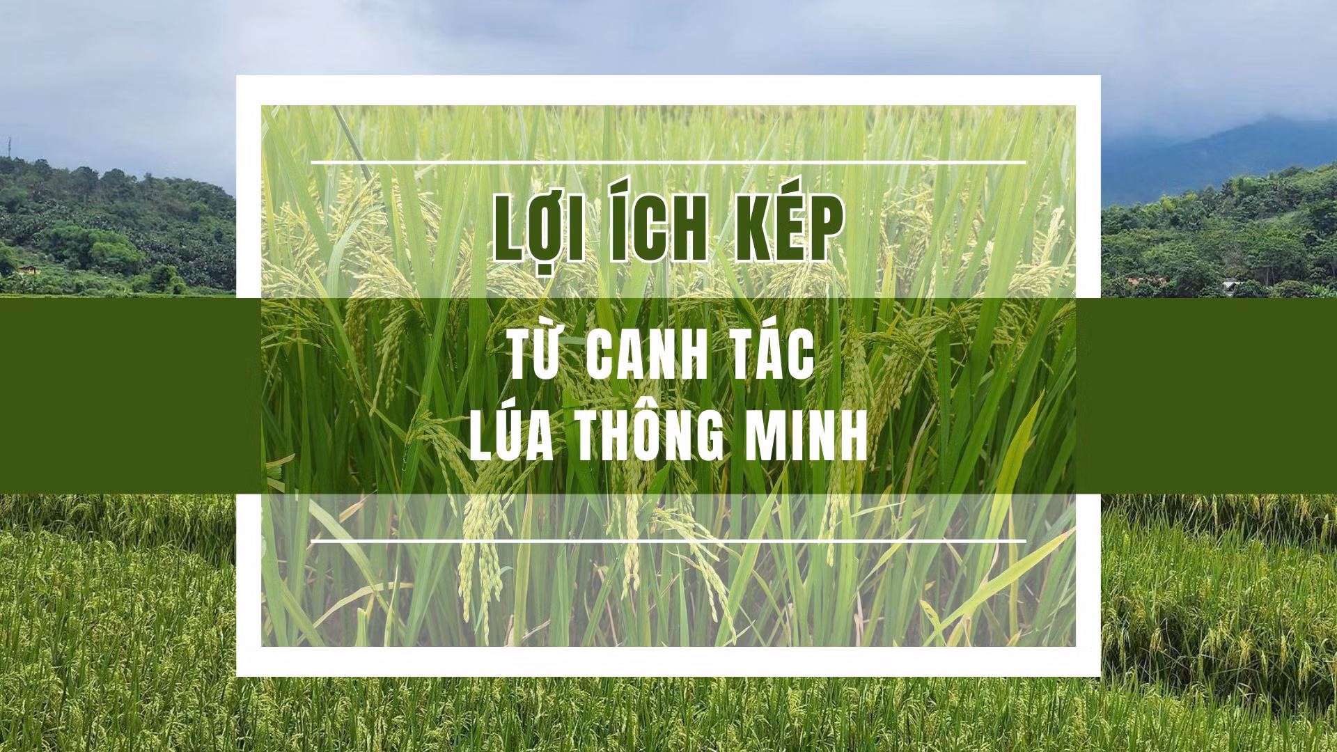 Lợi ích kép từ canh tác lúa thông minh